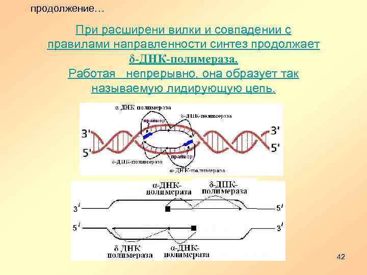 продолжение… При расширени вилки и совпадении с правилами направленности синтез продолжает δ-ДНК-полимераза. Работая непрерывно,