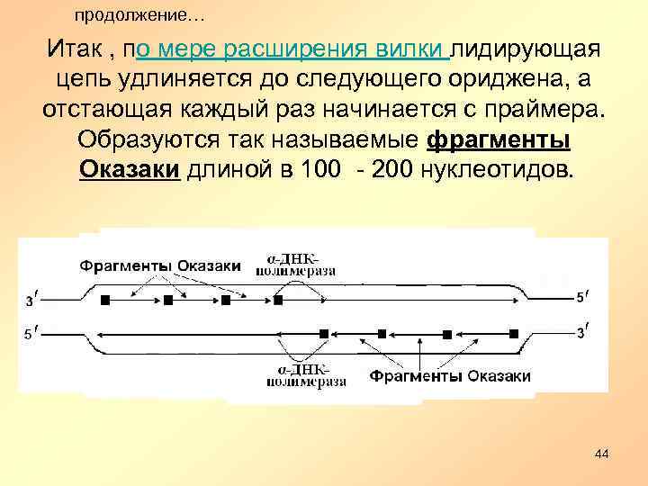 продолжение… Итак , по мере расширения вилки лидирующая цепь удлиняется до следующего ориджена, а