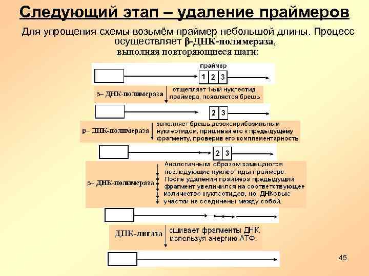 Следующий этап – удаление праймеров Для упрощения схемы возьмём праймер небольшой длины. Процесс осуществляет