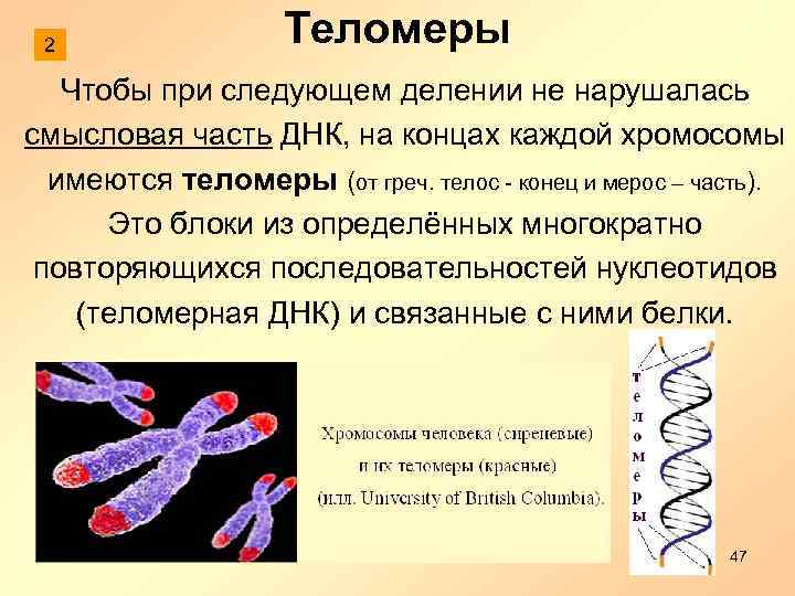 2 Теломеры Чтобы при следующем делении не нарушалась смысловая часть ДНК, на концах каждой