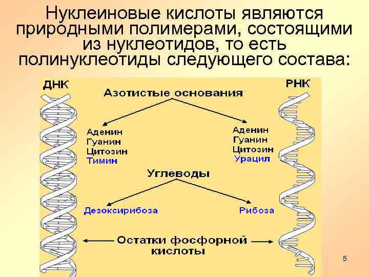 Нуклеиновые кислоты являются природными полимерами, состоящими из нуклеотидов, то есть полинуклеотиды следующего состава: 5