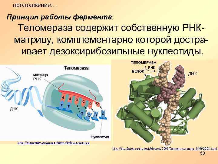 продолжение… Принцип работы фермента: Теломераза содержит собственную РНКматрицу, комплементарно которой достраивает дезоксирибозильные нуклеотиды. 50