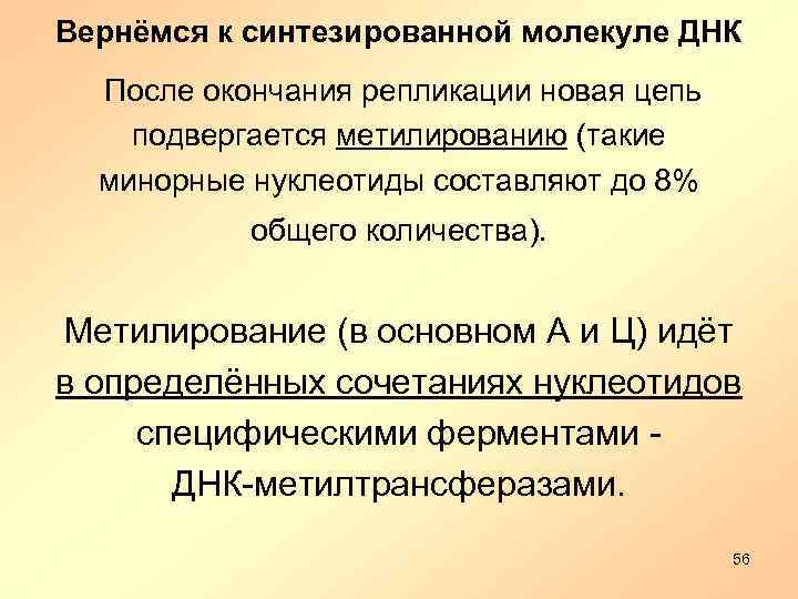 Вернёмся к синтезированной молекуле ДНК После окончания репликации новая цепь подвергается метилированию (такие минорные