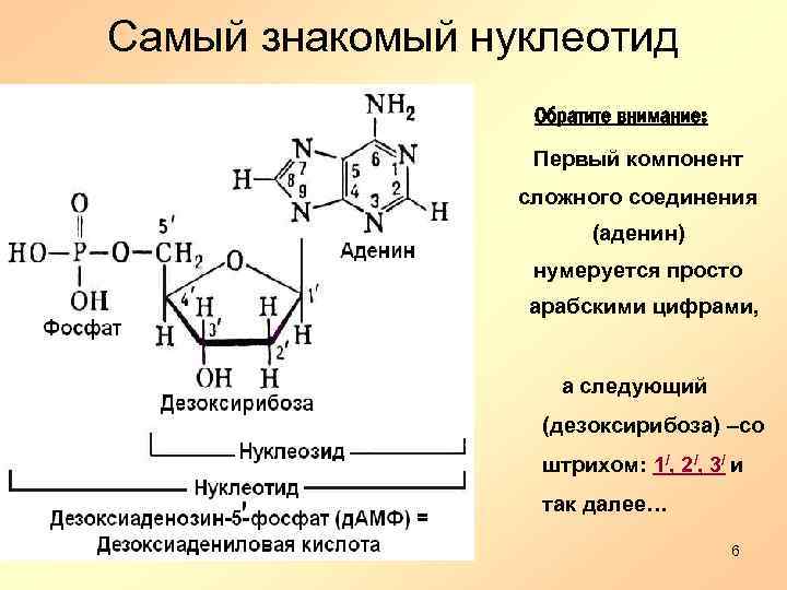 Самый знакомый нуклеотид Обратите внимание: Первый компонент сложного соединения (аденин) нумеруется просто арабскими цифрами,