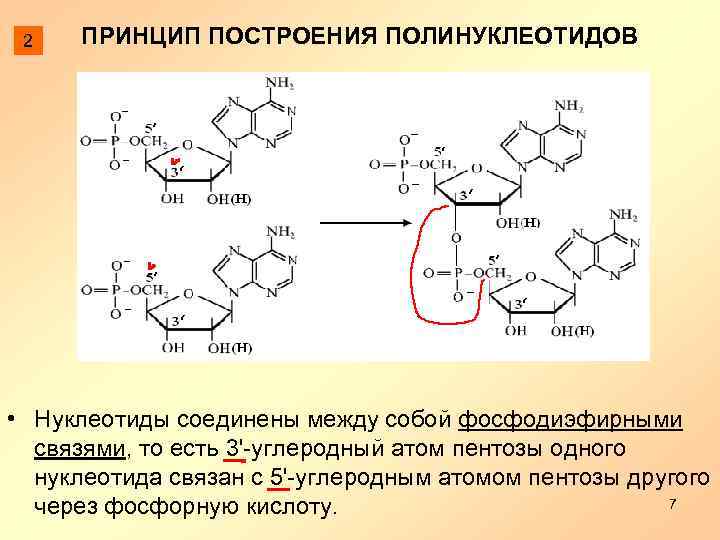 Фосфодиэфирная связь между нуклеотидами