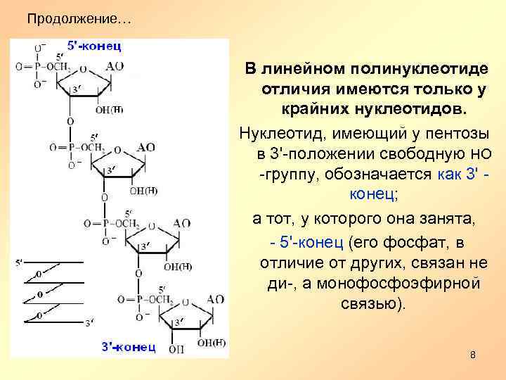 Продолжение… В линейном полинуклеотиде отличия имеются только у крайних нуклеотидов. Нуклеотид, имеющий у пентозы