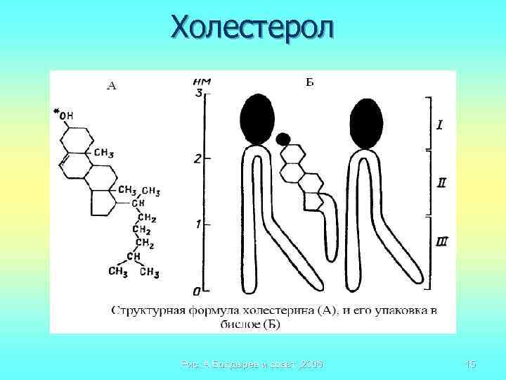 Холестерол Рис. : А. Болдырев и соавт. , 2006. 15 
