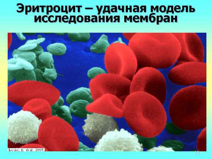Эритроцит – удачная модель исследования мембран 19 