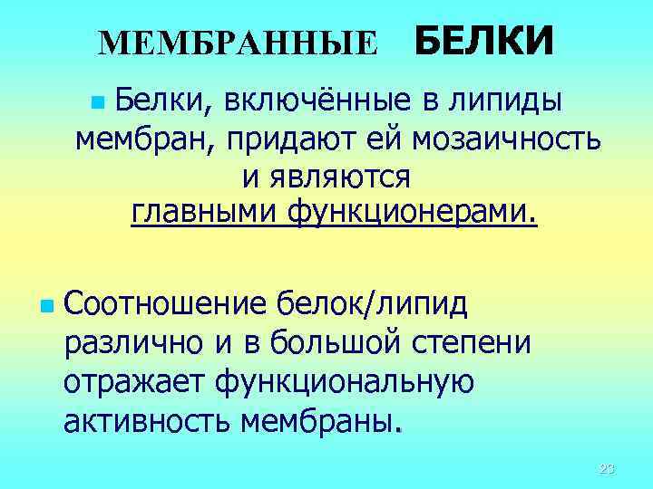 МЕМБРАННЫЕ БЕЛКИ Белки, включённые в липиды мембран, придают ей мозаичность и являются главными функционерами.
