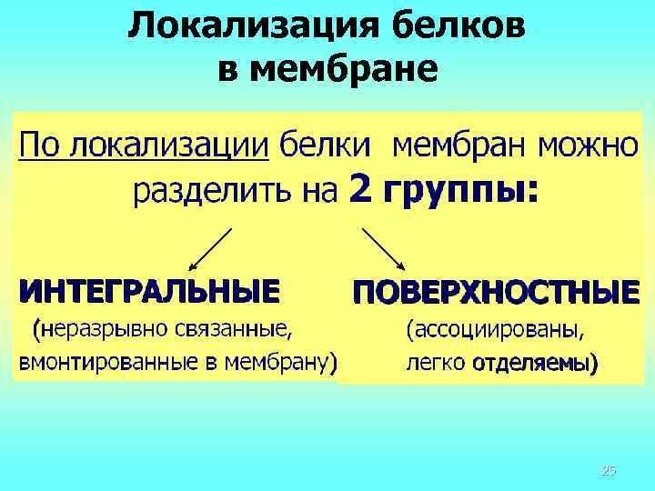 Локализация белков в мембране 25 