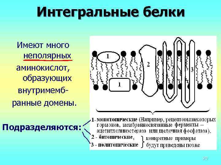 Интегральные белки это