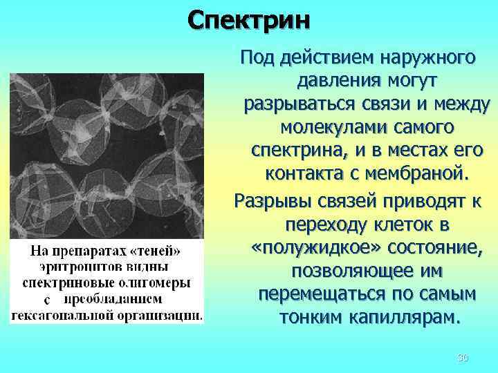 Спектрин Под действием наружного давления могут разрываться связи и между молекулами самого спектрина, и