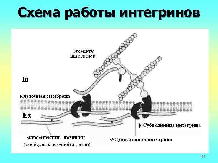 Схема работы интегринов 34 
