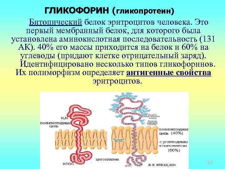 Какой белок в эритроцитах