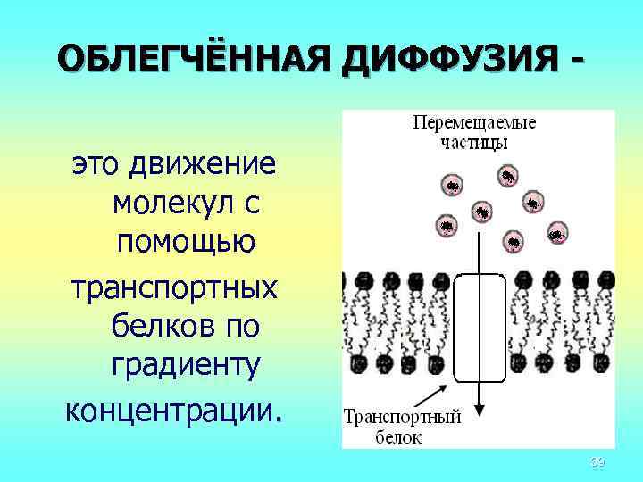 Диффузия по градиенту концентрации. Облегченная диффузия. Схема облегченной диффузии. Облегченная диффузия по градиенту концентрации.