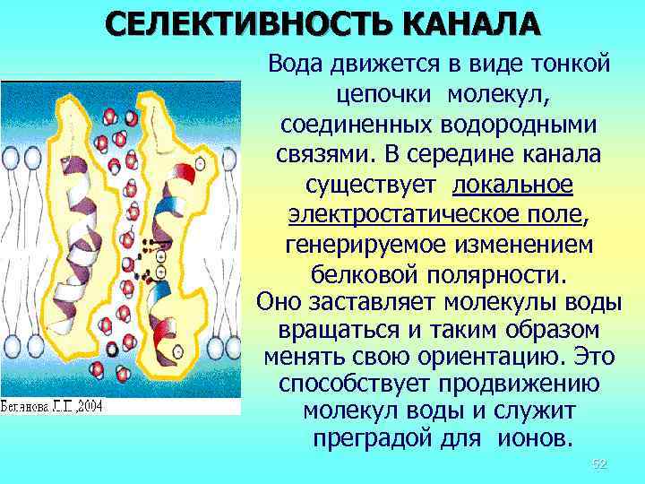 СЕЛЕКТИВНОСТЬ КАНАЛА Вода движется в виде тонкой цепочки молекул, соединенных водородными связями. В середине