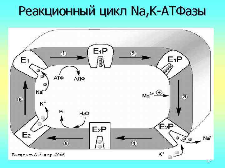 Реакционный цикл Na, K-АТФазы 57 