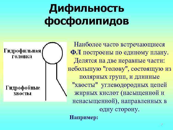 Дифильность фосфолипидов Наиболее часто встречающиеся ФЛ построены по единому плану. Делятся на две неравные