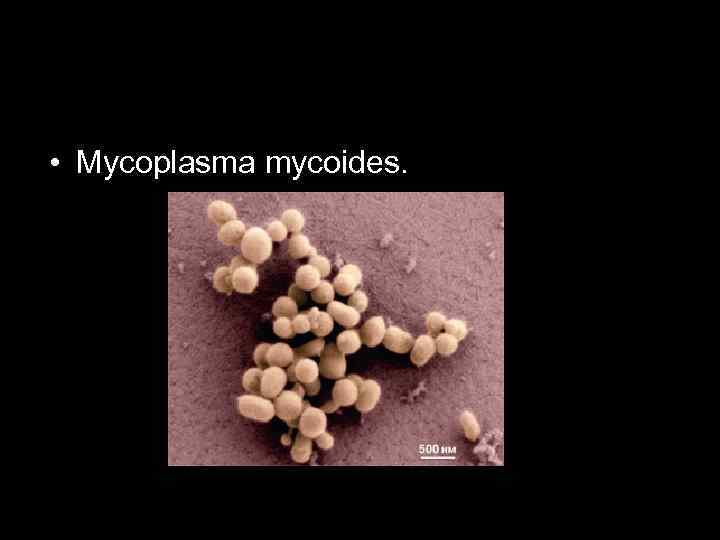  • Mycoplasma mycoides. 