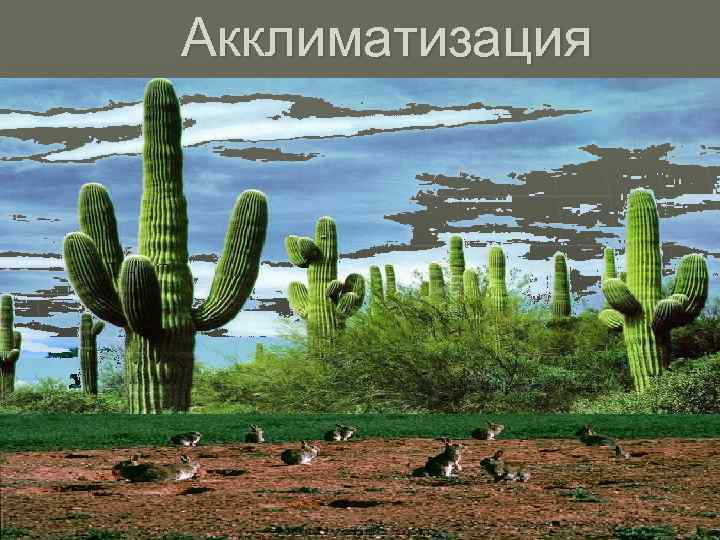 Акклиматизация 