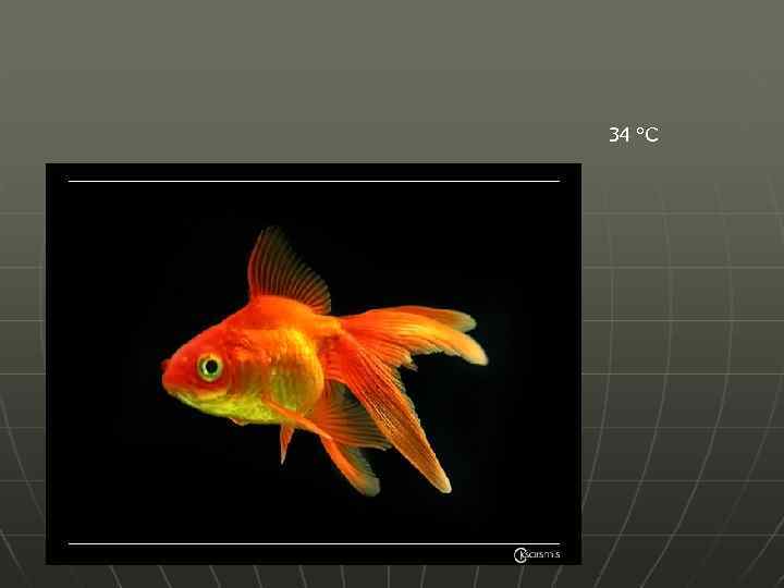  34 °С 