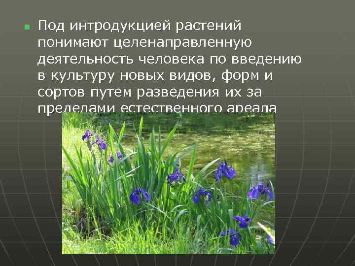 n Под интродукцией растений понимают целенаправленную деятельность человека по введению в культуру новых видов,
