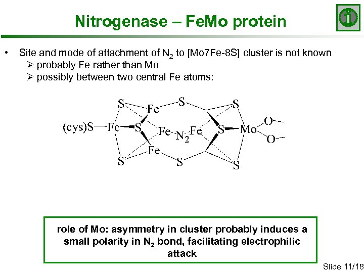 Nitrogenase – Fe. Mo protein • Site and mode of attachment of N 2