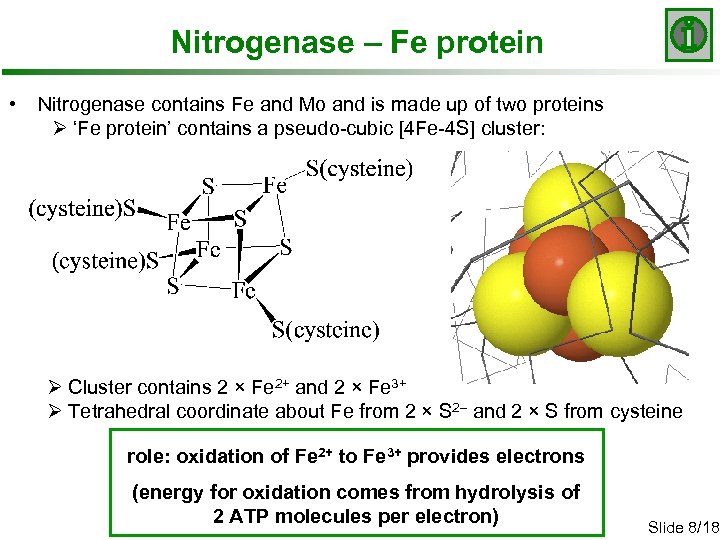 Nitrogenase – Fe protein • Nitrogenase contains Fe and Mo and is made up