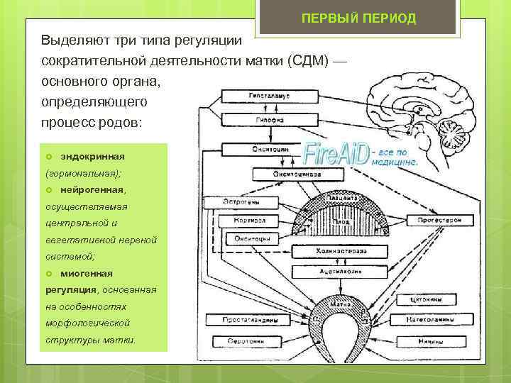 Схема регуляции лактации