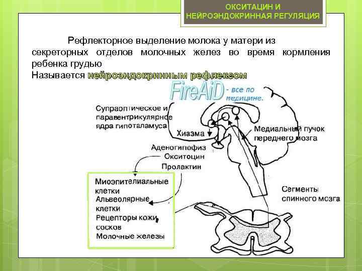 Рефлекторная регуляция характерна для