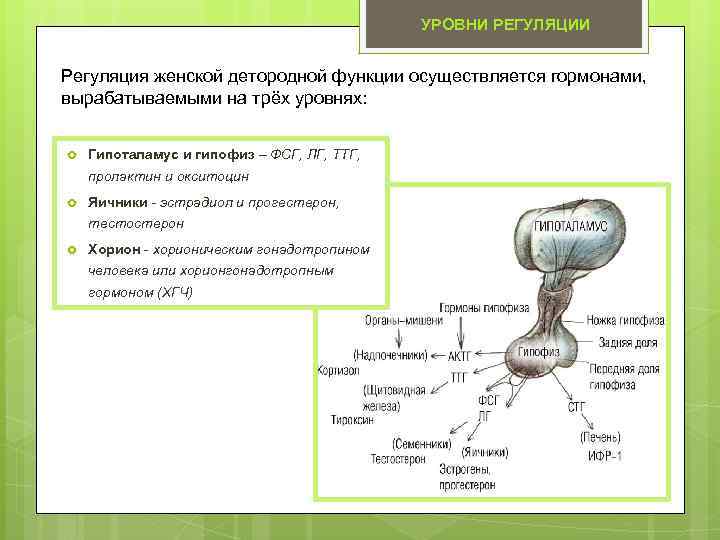 Уровни регуляции. Гуморальная регуляция доли гипофиза. Регуляция гипофиза. Гормоны их уровни регуляции. Роль гипофиза в гуморальной регуляции.