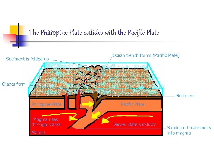 The Philippine Plate collides with the Pacific Plate Sediment is folded up Ocean trench