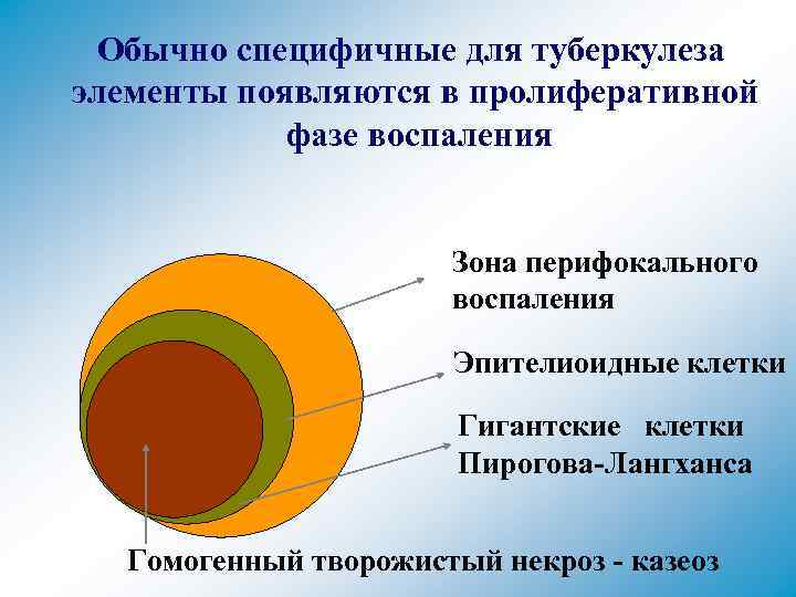 Обычно специфичные для туберкулеза элементы появляются в пролиферативной фазе воспаления Зона перифокального воспаления Эпителиоидные