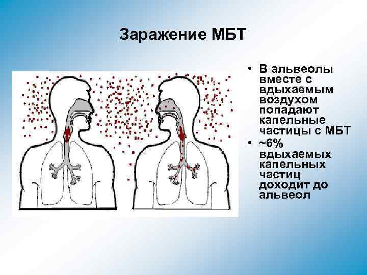 Заражение МБТ • В альвеолы вместе с вдыхаемым воздухом попадают капельные частицы с МБТ