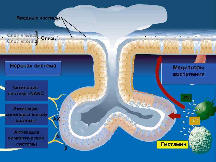 Вредные частицы Слой «гель» Слизь Слой «золь» Нервная система Медиаторы воспаления Активация системы NANC