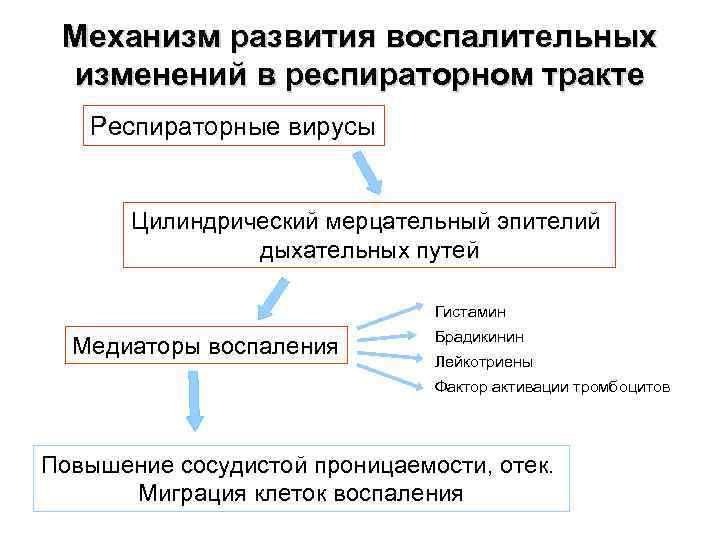 Механизм развития воспалительных изменений в респираторном тракте Респираторные вирусы Цилиндрический мерцательный эпителий дыхательных путей