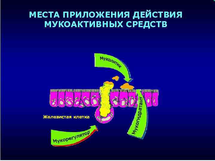 МЕСТА ПРИЛОЖЕНИЯ ДЕЙСТВИЯ МУКОАКТИВНЫХ СРЕДСТВ Железистая клетка 