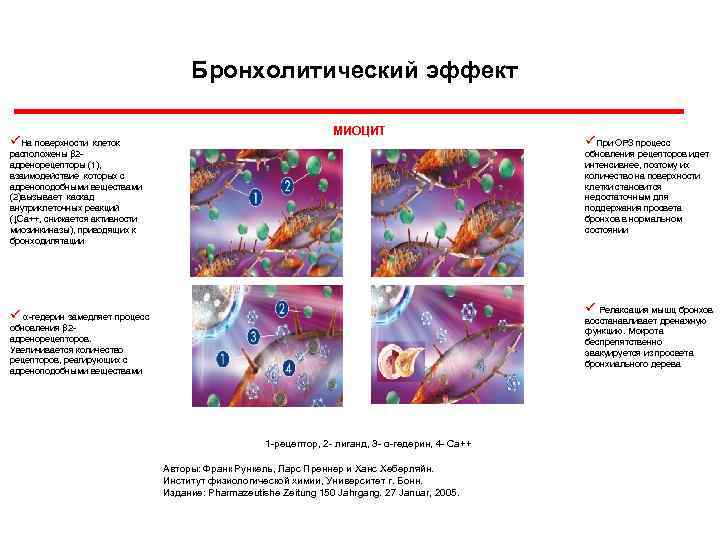 Бронхолитический эффект üНа поверхности клеток МИОЦИТ расположены β 2 адренорецепторы (1), взаимодействие которых с