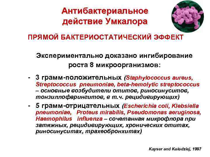 Антибактериальное действие Умкалора ПРЯМОЙ БАКТЕРИОСТАТИЧЕСКИЙ ЭФФЕКТ Экспериментально доказано ингибирование роста 8 микроорганизмов: - 3