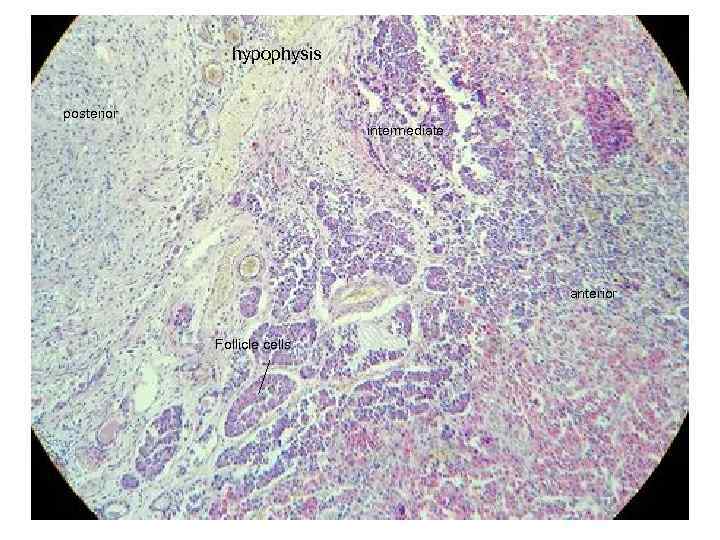 hypophysis posterior intermediate anterior Follicle cells 