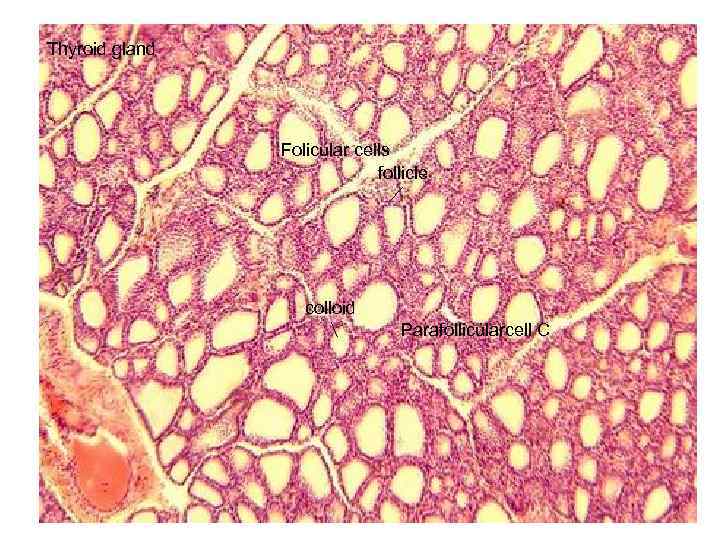 Thyroid gland Folicular cells follicle colloid Parafollicularcell C 