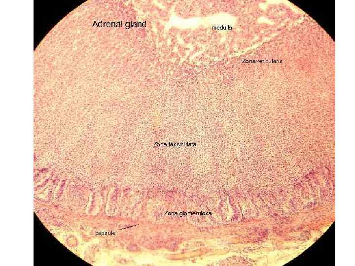 Adrenal gland medulla Zona reticularis Zona fasciculata Zona glomerulosa capsule 