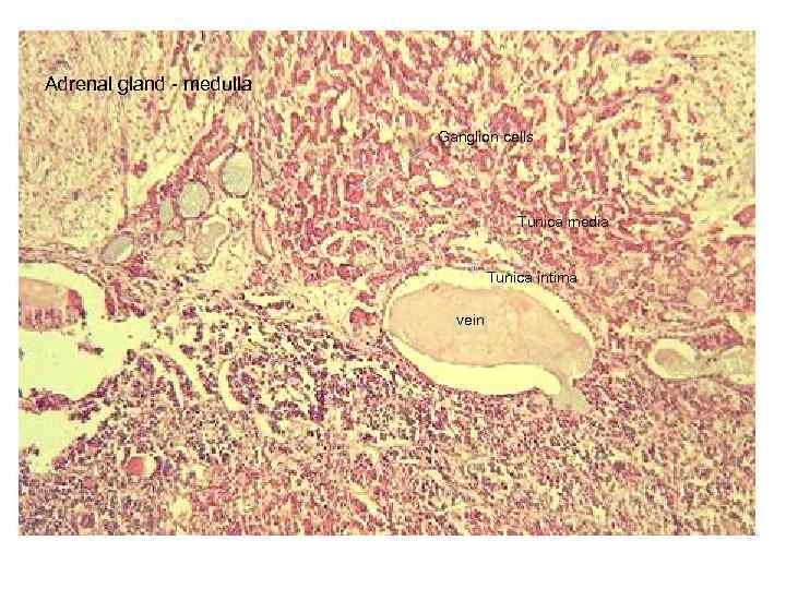 Adrenal gland - medulla Ganglion cells Tunica media Tunica intima vein 