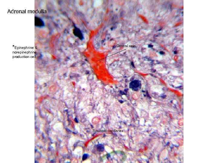 Adrenal medulla *Epinephrine & Central vein norepinephrine production cell Sinusoid capillaries 