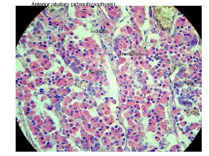 Anterior pituitary (adenohypophysis) acidophils chromophobes basophils 