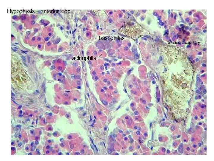 Hypophysis – anterior lobe basophiles acidophils Sinusoid capillary 