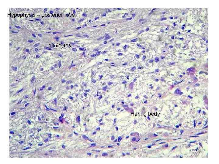 Hypophysis – posterior lobe pituicytes Hering body 