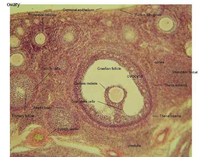 ovary Germinal epithelium Primordial follicles Tunica albuginea cortex Follicle cells Graafian follicle ovocyte Corona