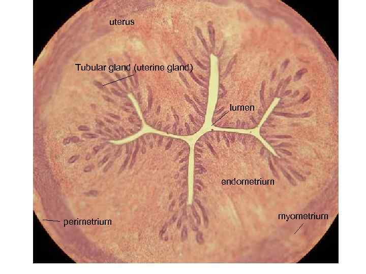 uterus Tubular gland (uterine gland) lumen endometrium perimetrium myometrium 