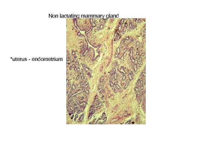 Non lactating mammary gland *uterus - endometrium 